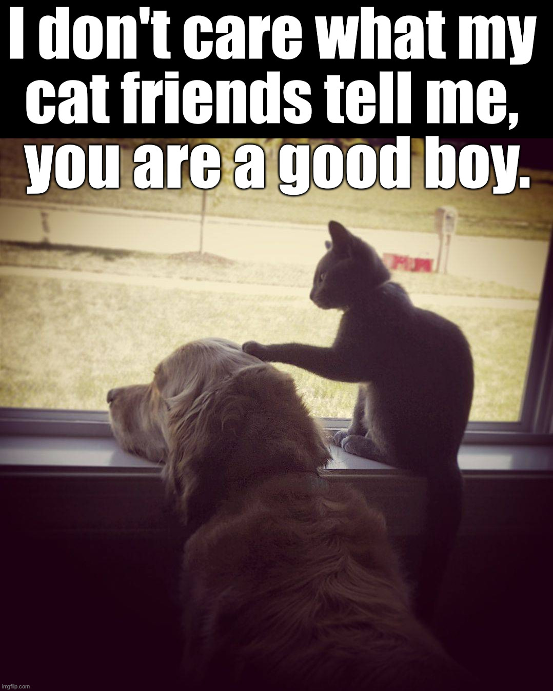 When friends stick up for you | I don't care what my 
cat friends tell me, 
you are a good boy. | image tagged in dogs,doggo,cat | made w/ Imgflip meme maker