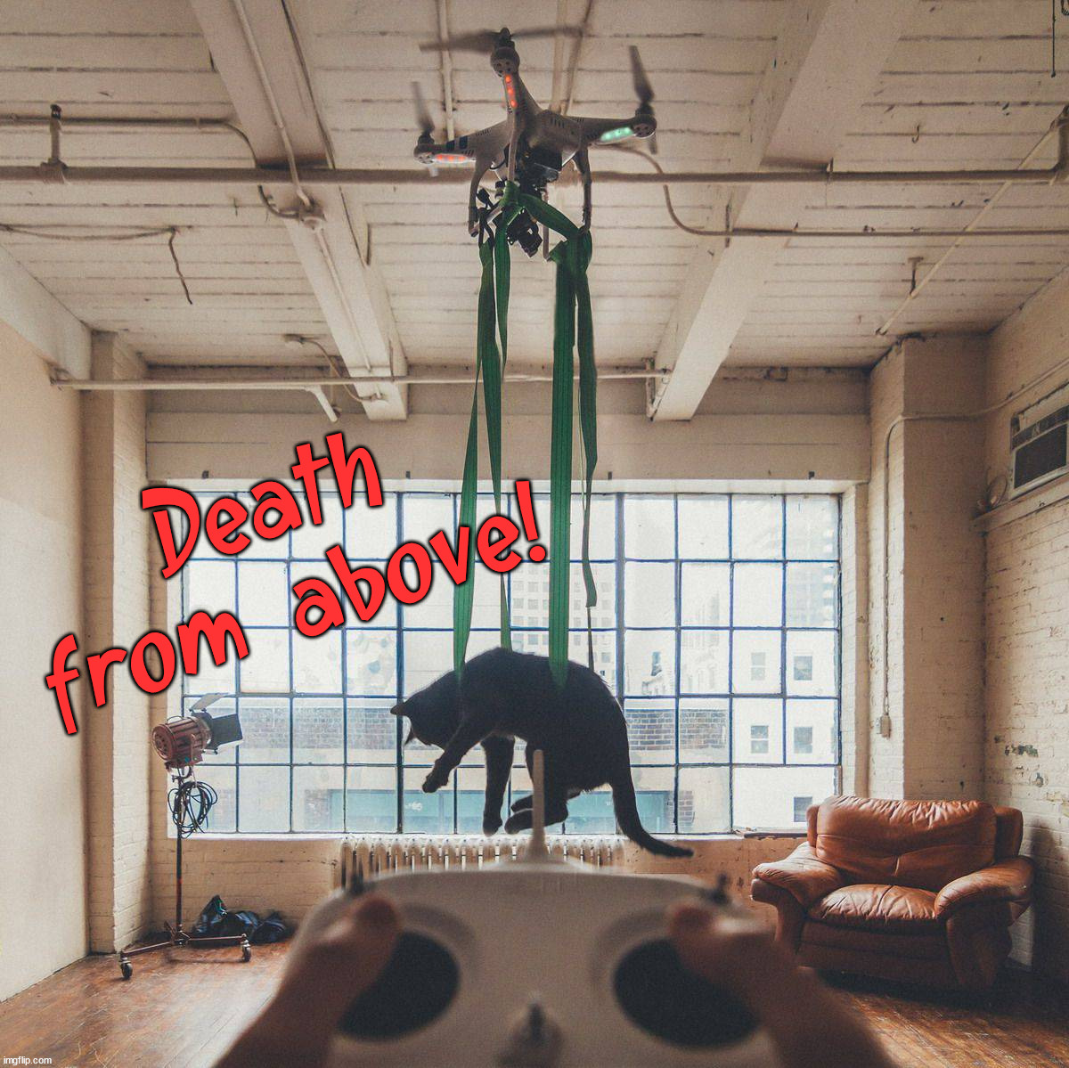 Death from above! | image tagged in cats | made w/ Imgflip meme maker