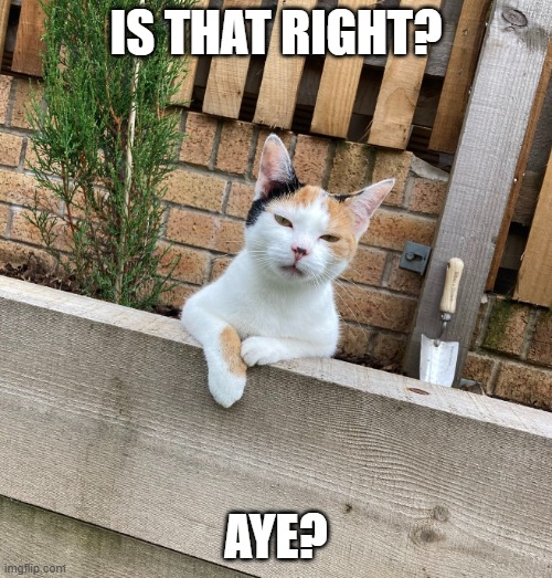 Squiggles is having none of it | IS THAT RIGHT? AYE? | image tagged in squiggles is having none of it | made w/ Imgflip meme maker