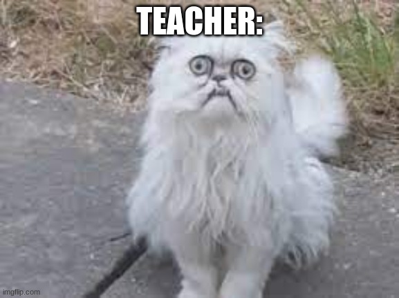 Wilfred Warrior | TEACHER: | image tagged in wilfred warrior | made w/ Imgflip meme maker