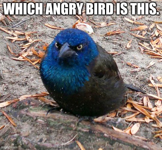 angry bird | WHICH ANGRY BIRD IS THIS. | image tagged in angrey bird in real life | made w/ Imgflip meme maker