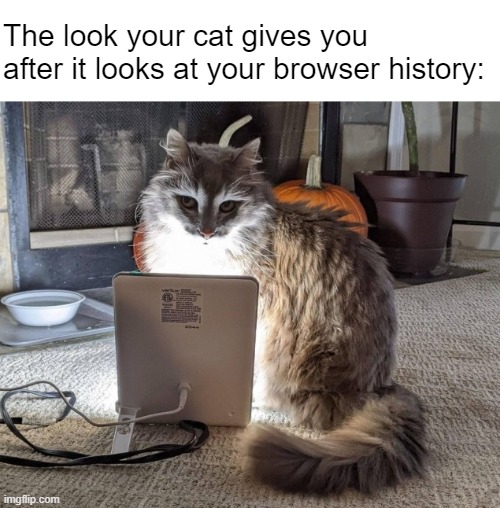 What wrong with you? |  The look your cat gives you after it looks at your browser history: | image tagged in cat,browser history | made w/ Imgflip meme maker