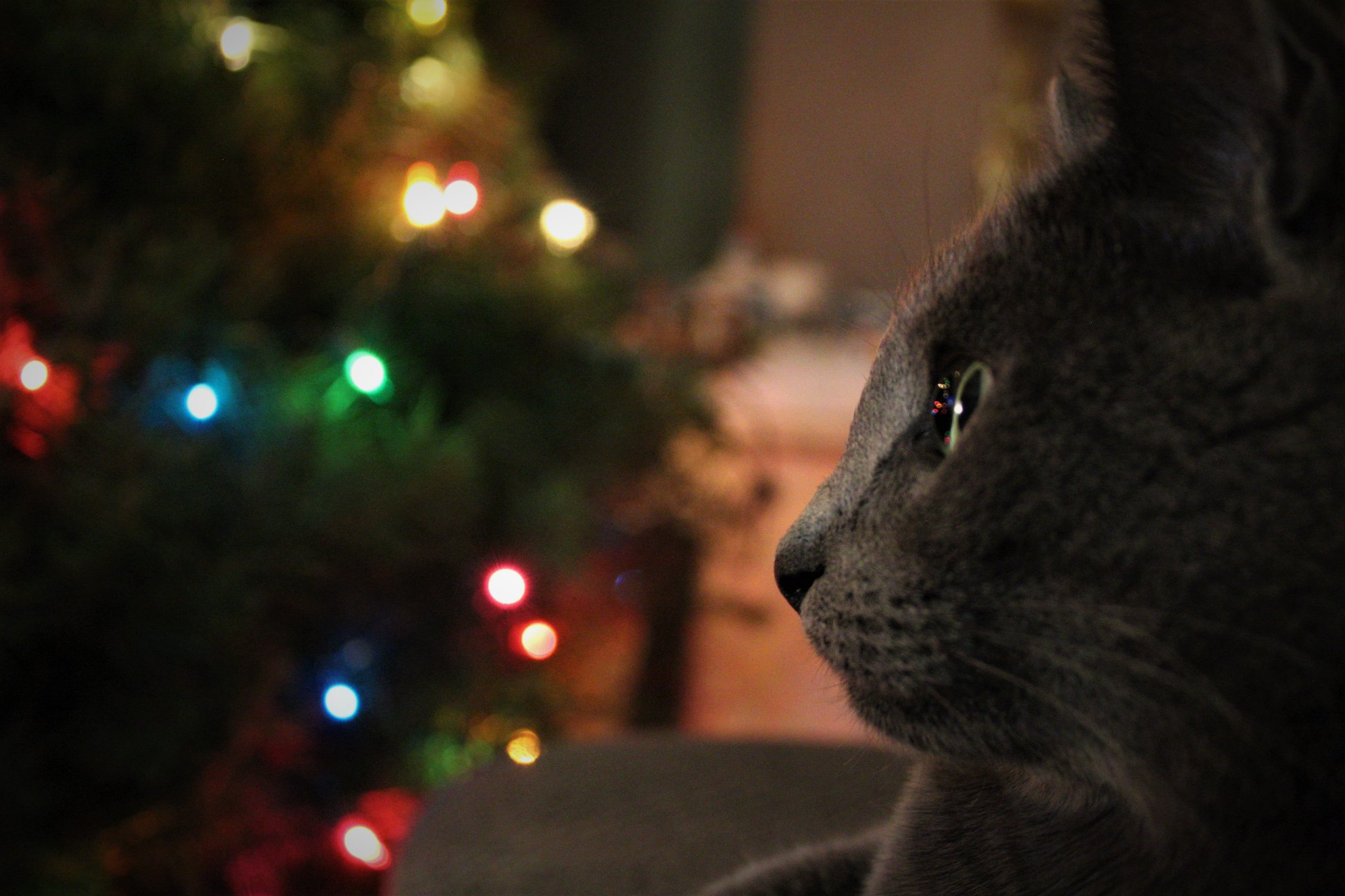 High Quality Cat Contemplating Christmas Blank Meme Template