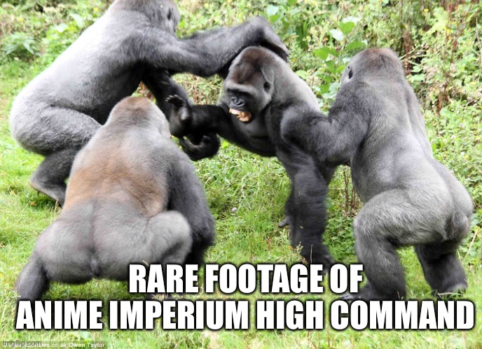 anime imperium high command | RARE FOOTAGE OF ANIME IMPERIUM HIGH COMMAND | image tagged in 682nd alpha engineers gorilla warfare | made w/ Imgflip meme maker