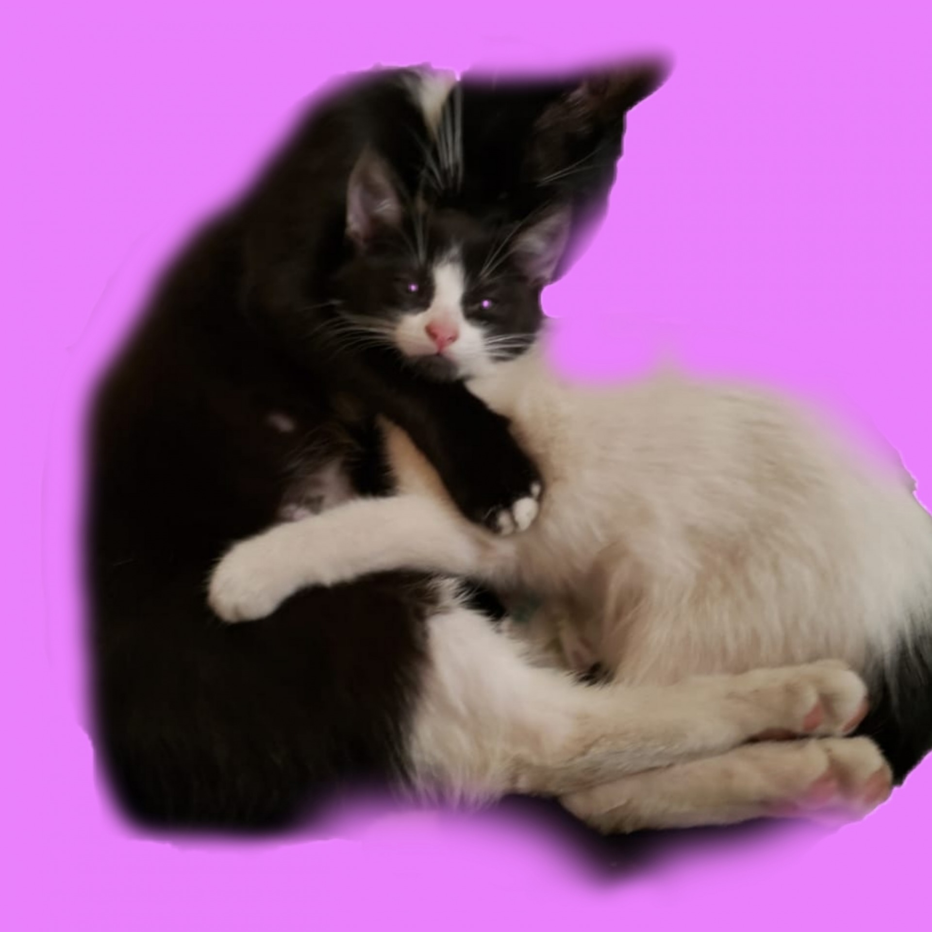 High Quality Gatitas Blank Meme Template