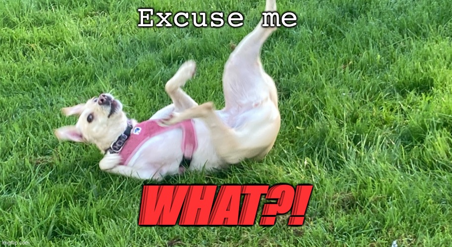 Doggo falling back | Excuse me WHAT?! | image tagged in doggo falling back | made w/ Imgflip meme maker