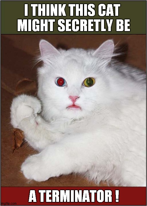 Cats Identity Revealed ! | I THINK THIS CAT 
MIGHT SECRETLY BE; A TERMINATOR ! | image tagged in cats,terminator | made w/ Imgflip meme maker