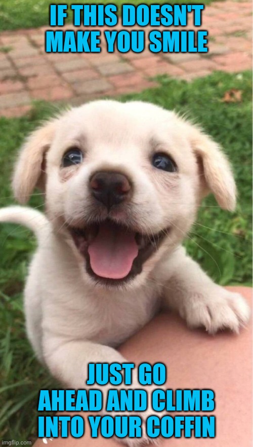 Cute pup | IF THIS DOESN'T MAKE YOU SMILE; JUST GO AHEAD AND CLIMB INTO YOUR COFFIN | image tagged in dogs,pup | made w/ Imgflip meme maker