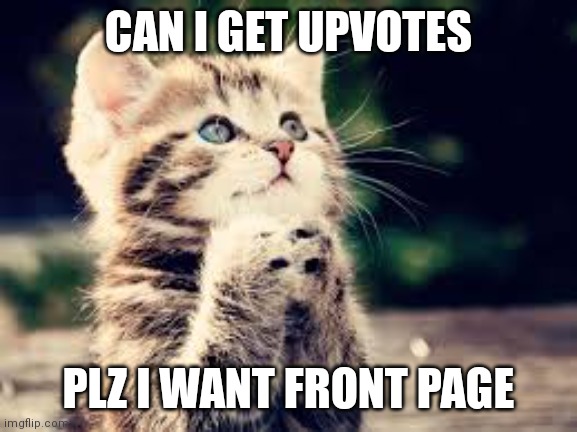 plz cat | CAN I GET UPVOTES; PLZ I WANT FRONT PAGE | image tagged in plz cat | made w/ Imgflip meme maker