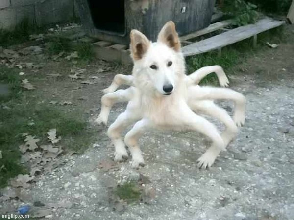 Spider dog | image tagged in spider dog | made w/ Imgflip meme maker