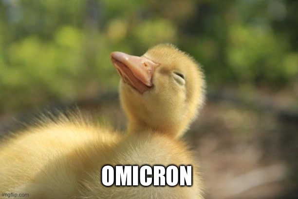 SLEEPY DUCKLING | OMICRON | image tagged in sleepy duckling | made w/ Imgflip meme maker