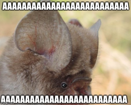 Screaming Bat | AAAAAAAAAAAAAAAAAAAAAAAAAA; AAAAAAAAAAAAAAAAAAAAAAAAAA | image tagged in screaming bat | made w/ Imgflip meme maker
