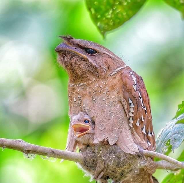 Crotch Owl Blank Meme Template