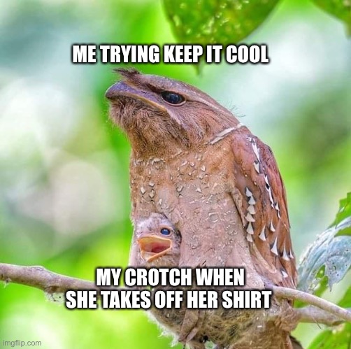 My crotch betrayed me | ME TRYING KEEP IT COOL; MY CROTCH WHEN SHE TAKES OFF HER SHIRT | image tagged in crotch owl | made w/ Imgflip meme maker