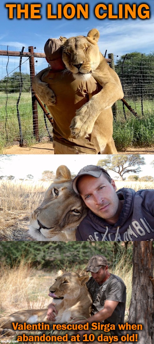Best Friends Start Every Day With a HUG! | THE LION CLING; Valentin rescued Sirga when
abandoned at 10 days old! | image tagged in fun,amazing,best friends,family,wait a second this is wholesome content,wholesome | made w/ Imgflip meme maker