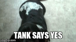 TANK SAYS YES | TANK SAYS YES | image tagged in gifs | made w/ Imgflip video-to-gif maker