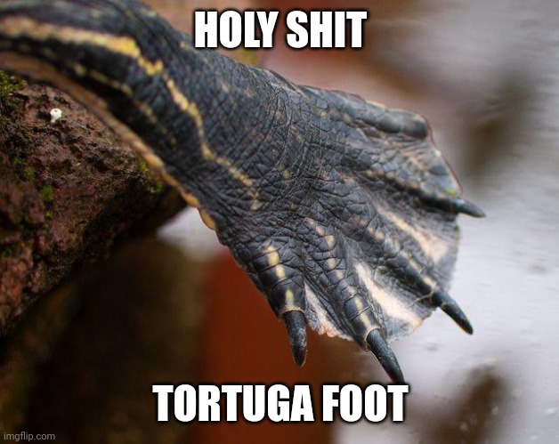 turtle foot | HOLY SHIT; TORTUGA FOOT | image tagged in turtle foot | made w/ Imgflip meme maker