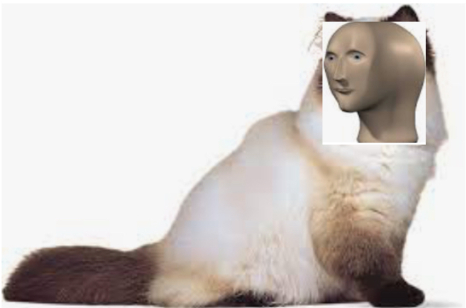 High Quality Meme cat. Blank Meme Template