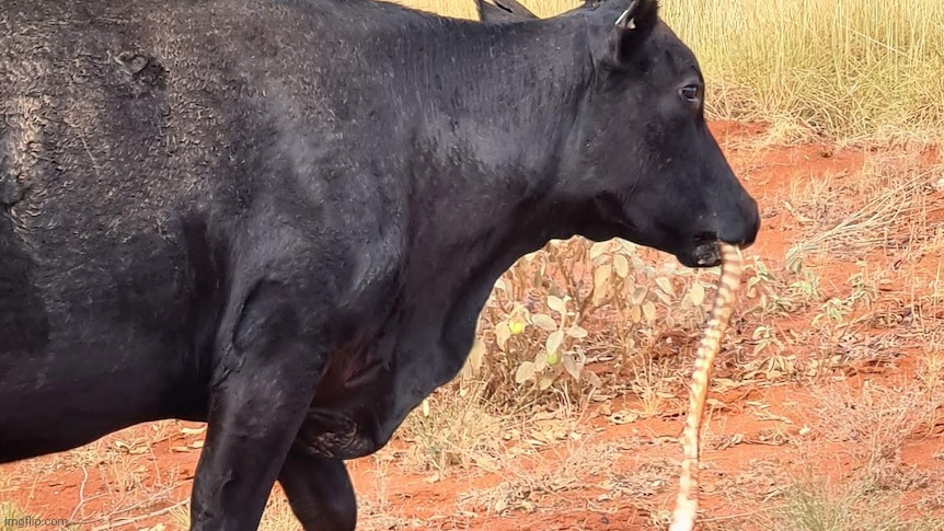 Cow eating a snake | image tagged in cow eating a snake | made w/ Imgflip meme maker