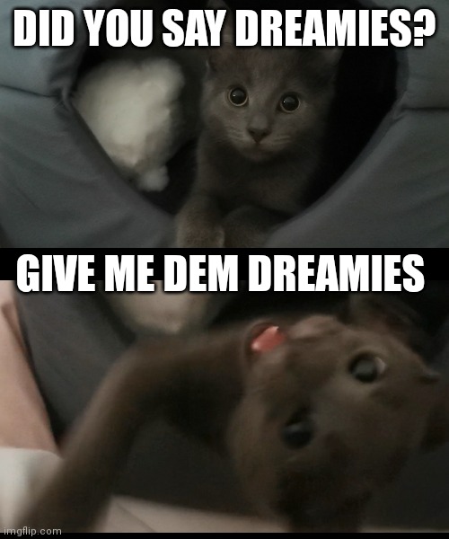 MY DREAMIES!! |  DID YOU SAY DREAMIES? GIVE ME DEM DREAMIES | image tagged in cats,angry cat,funny cats,funny cat memes | made w/ Imgflip meme maker
