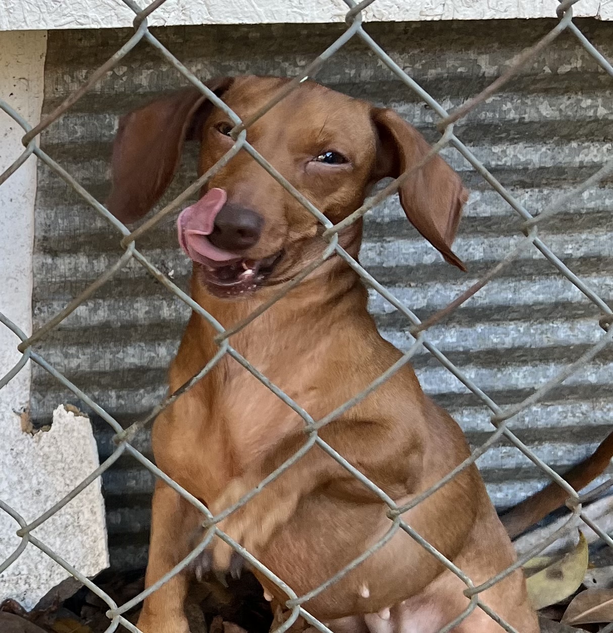 High Quality Lip licking dog Blank Meme Template