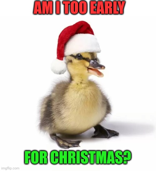 SANTA DUCKLING | AM I TOO EARLY; FOR CHRISTMAS? | image tagged in ducks,duck,duckling,christmas | made w/ Imgflip meme maker