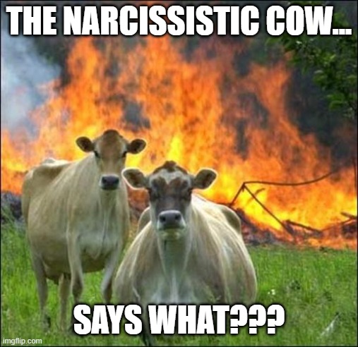 Evil Cows Meme | THE NARCISSISTIC COW... SAYS WHAT??? | image tagged in memes,evil cows | made w/ Imgflip meme maker