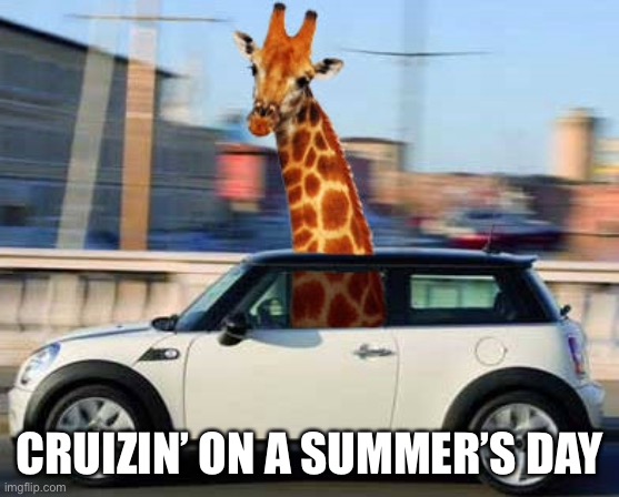Giraffe cruizin’ | CRUIZIN’ ON A SUMMER’S DAY | image tagged in giraffe,cruizn,drive,funny giraffe | made w/ Imgflip meme maker