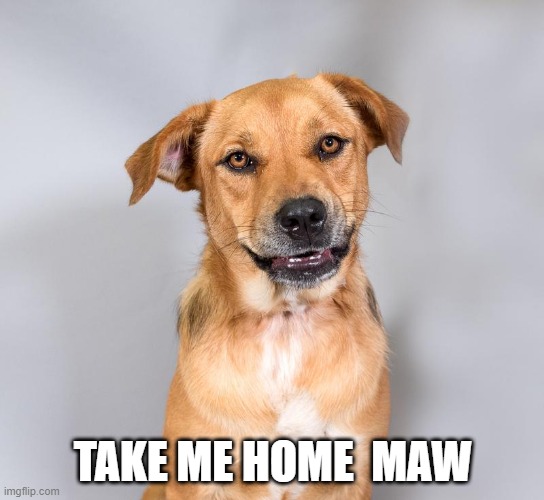 Love | TAKE ME HOME  MAW | image tagged in pets,love | made w/ Imgflip meme maker