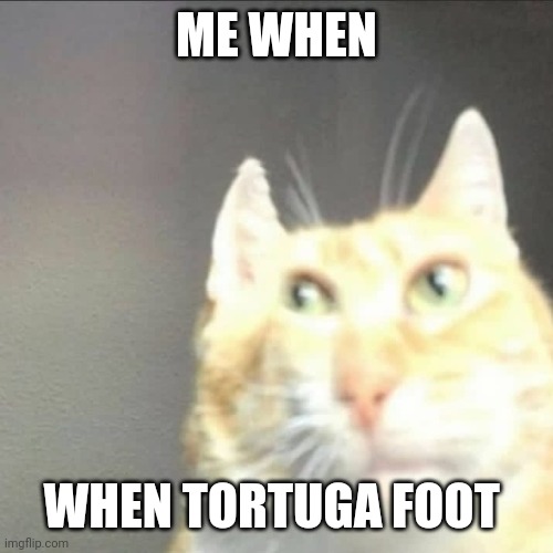tortuga foot | ME WHEN; WHEN TORTUGA FOOT | image tagged in cat | made w/ Imgflip meme maker