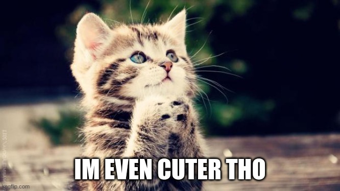 Praying cat | IM EVEN CUTER THO | image tagged in praying cat | made w/ Imgflip meme maker