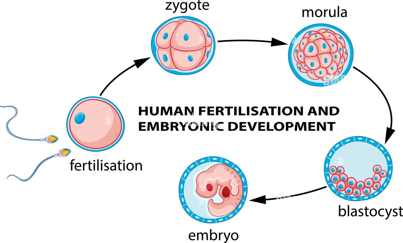 High Quality Zygote embryo Blank Meme Template