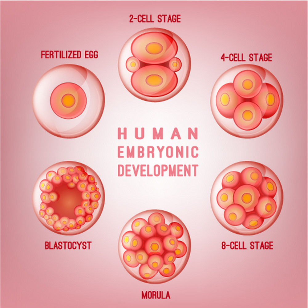 Human embryonic development Blank Meme Template