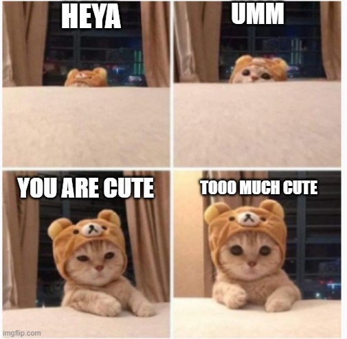 . | HEYA; UMM; TOOO MUCH CUTE; YOU ARE CUTE | image tagged in cats,cute cat | made w/ Imgflip meme maker