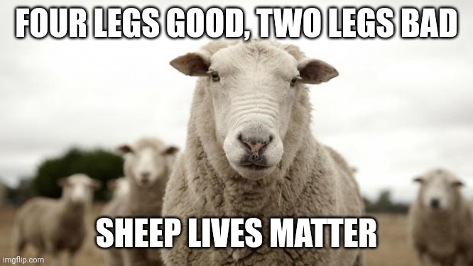 Sheep | FOUR LEGS GOOD, TWO LEGS BAD; SHEEP LIVES MATTER | image tagged in sheep | made w/ Imgflip meme maker