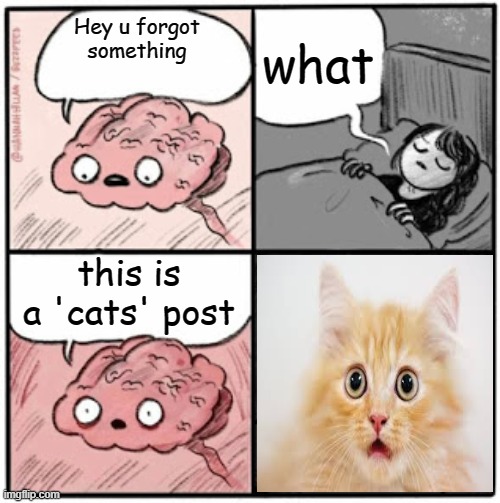 of course.. low qual image | what; Hey u forgot something; this is a 'cats' post | image tagged in brain before sleep | made w/ Imgflip meme maker