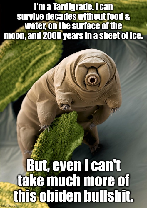 I'm a Tardigrade. I can survive 30 years without food & water. | I'm a Tardigrade. I can survive decades without food & water, on the surface of the moon, and 2000 years in a sheet of ice. But, even I can't take much more of this obiden bullshit. | image tagged in i'm a tardigrade i can survive 30 years without food water | made w/ Imgflip meme maker