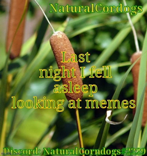 XD | Last night I fell asleep looking at memes | image tagged in naturalcordogs template | made w/ Imgflip meme maker
