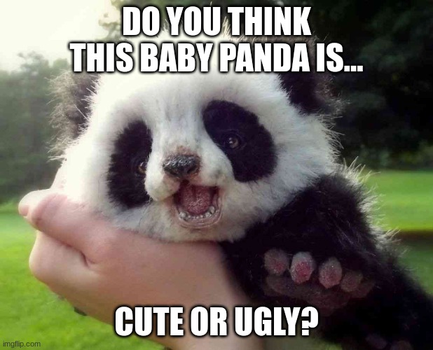 Baby panda | DO YOU THINK THIS BABY PANDA IS... CUTE OR UGLY? | image tagged in baby panda,cute | made w/ Imgflip meme maker