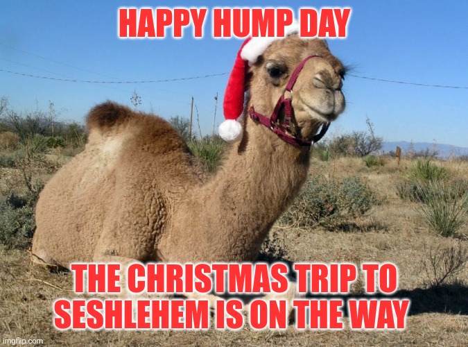 hump day meme camel