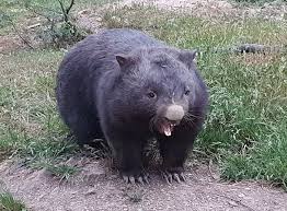 Go to the kitchen and make Wombat some food! Blank Meme Template