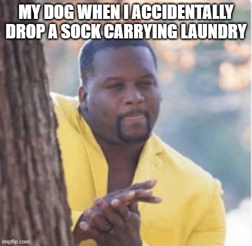 Dog waiting for sock |  MY DOG WHEN I ACCIDENTALLY DROP A SOCK CARRYING LAUNDRY | image tagged in licking lips,dog sock,sock theif,dog laundry | made w/ Imgflip meme maker
