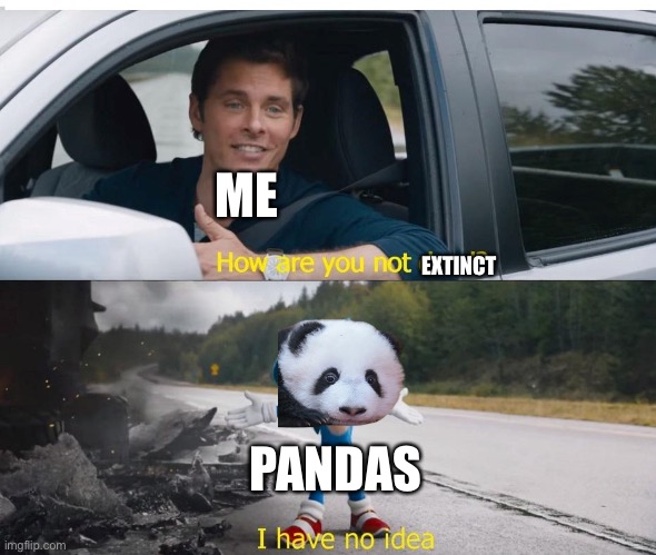 Panda are almost extinct | ME; EXTINCT; PANDAS | image tagged in sonic how are you not dead | made w/ Imgflip meme maker