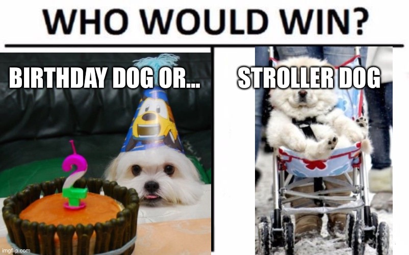 Doogys again | BIRTHDAY DOG OR…; STROLLER DOG | image tagged in dog memes | made w/ Imgflip meme maker