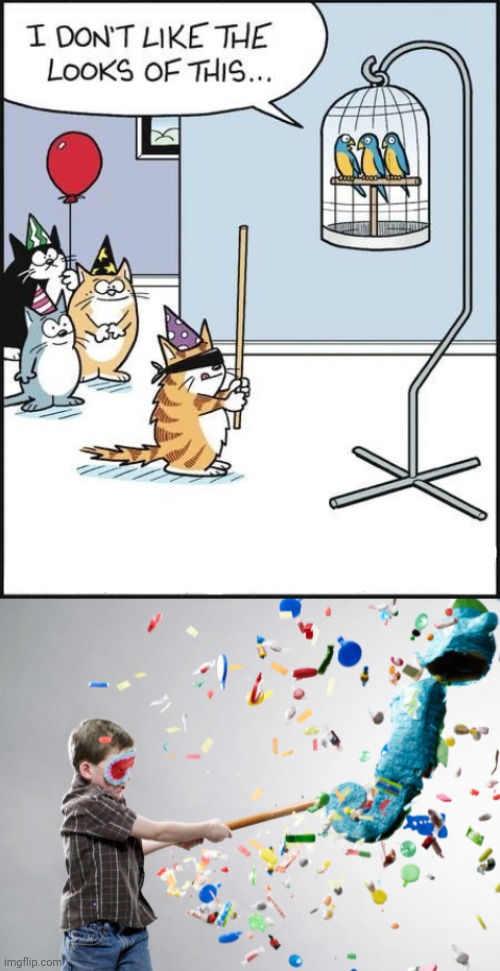 Pinata | image tagged in pinata,cats,birds,memes,comics/cartoons,comics | made w/ Imgflip meme maker