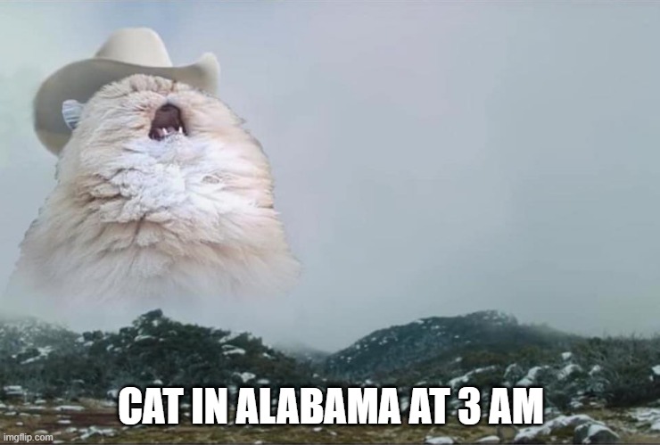 Screaming Cowboy Cat | CAT IN ALABAMA AT 3 AM | image tagged in screaming cowboy cat | made w/ Imgflip meme maker