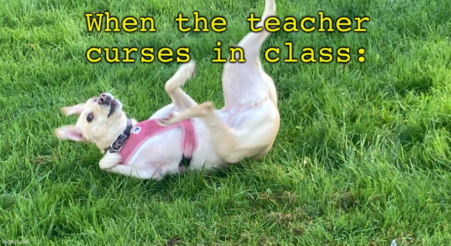 What exactly am I supposed to title this? | When the teacher curses in class: | image tagged in doggo falling back,school,teacher,dog | made w/ Imgflip meme maker