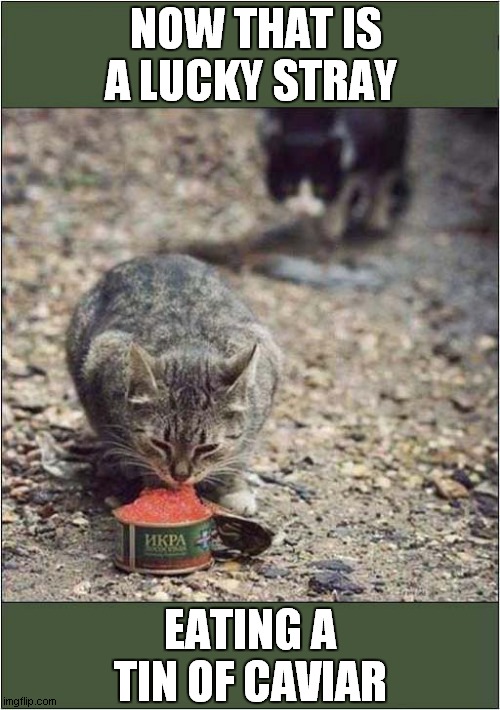 Russian Treatment Of Cats | NOW THAT IS A LUCKY STRAY; EATING A TIN OF CAVIAR | image tagged in cats,caviar,russians | made w/ Imgflip meme maker