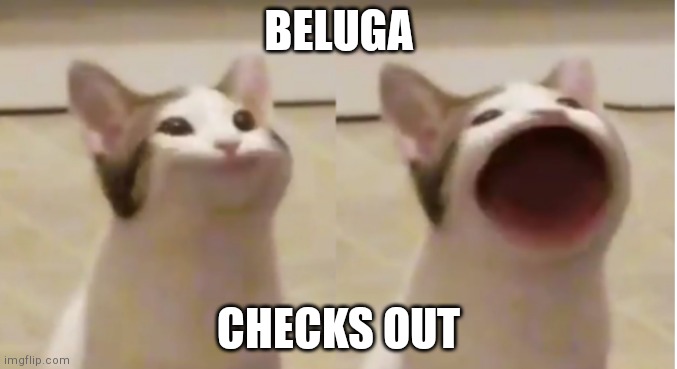 Pop Cat Meme Template | BELUGA CHECKS OUT | image tagged in pop cat meme template | made w/ Imgflip meme maker