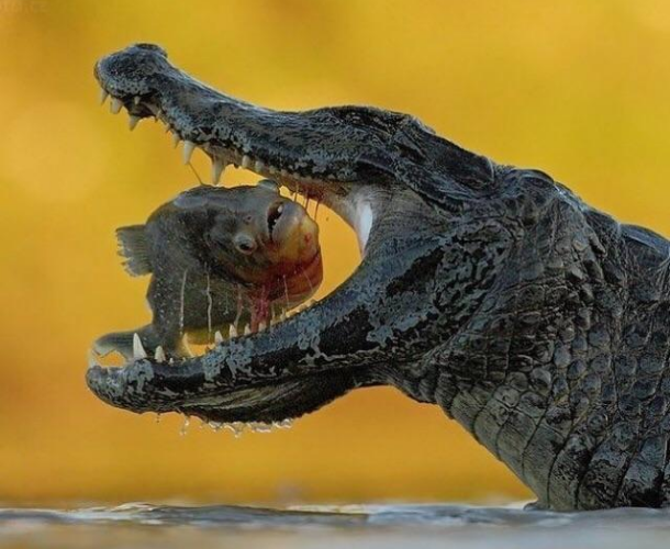 CROC EATS PIRANHA Blank Meme Template